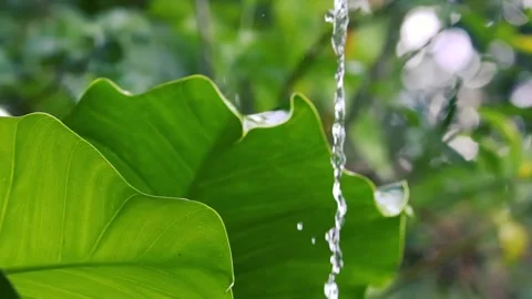 Rainwater Dripping from Lush Green Leaf in a Tropical Garden Stock Footage 331632059
