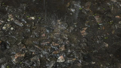 Rainwater dripping onto a rock. Close-up, view from above. Stock Footage 310849776