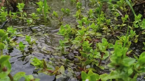 Rainwater dripping into a shallow puddle among small green plants in tropical Bo Stock Footage 341114122