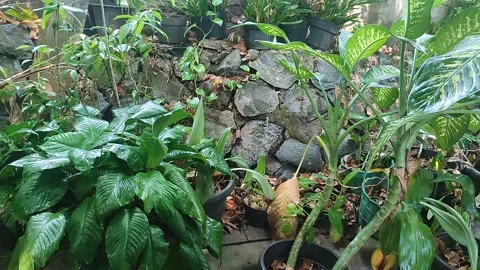 Rainwater Dripping from Tropical Plants Stock Footage 343216867