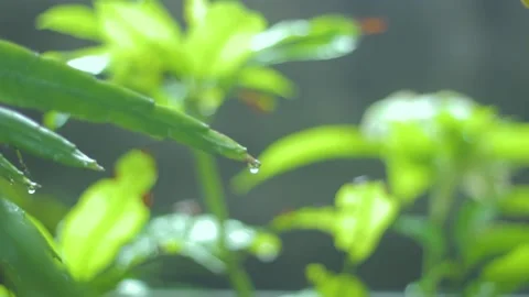 Rainwater that drops in the cactus indicates the end of the rain Stock Footage 239701696