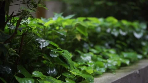 Rainwater falling on leaves Stock Footage 247265419