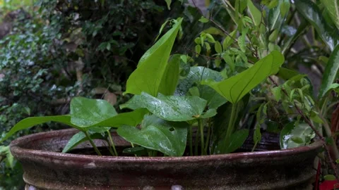 Rainwater falls on earthenware pots with plants Stock Footage 205436217