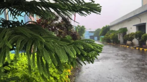 Rainwater falls on the leaves. Stock Footage 290286942
