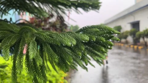 Rainwater falls on the leaves. Stock Footage 290461483
