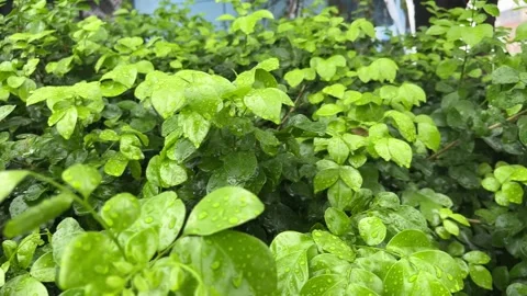 Rainwater falls on the leaves. Stock Footage 290461514