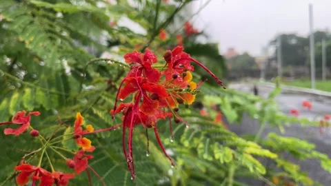 Rainwater falls on the leaves. Stock Footage 290461560