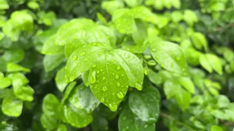 Rainwater falls on the leaves. Stock Footage 290461584