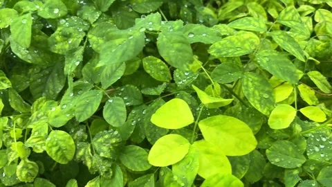 Rainwater falls on the leaves. Stock Footage 290919315