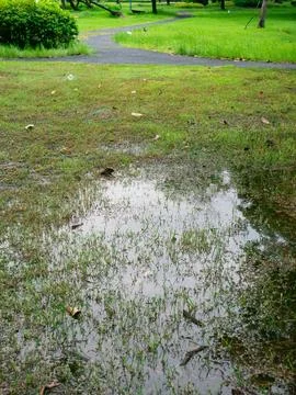 Rainwater Flooded Grass Field with Reflection and Fallen Leaves, Aftermath .. 스톡 사진