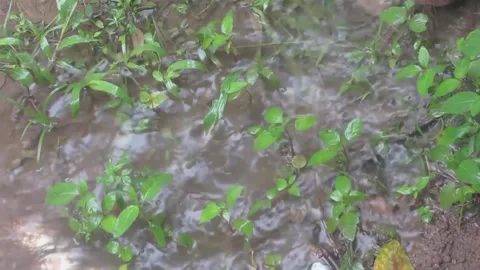 Rainwater floods the grass Stock Footage 208897510