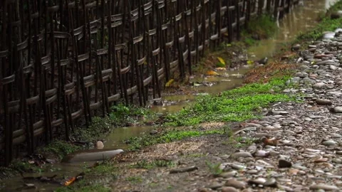 Rainwater flowing along muddy path beside bamboo fence Stock Footage 332610376