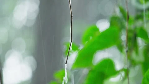 Rainwater Flowing on Small Branch During Heavy Downpour Stock Footage 272911652
