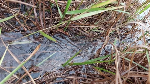 Rainwater flowing through mixed dry and green grass in rainy season Video stock 336700890