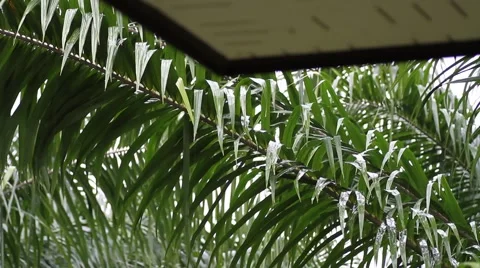 Rainwater flows down from the roof Stock Footage 56421013
