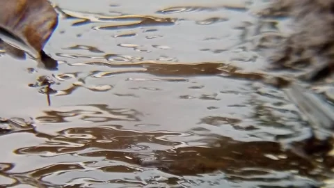 Rainwater flows on muddy ground after rain Stock Footage 309860129