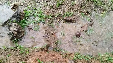 Rainwater flows in a small gutter like a river flow Stock Footage 306482166