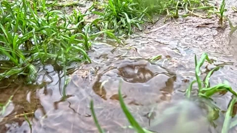 Rainwater forming ripples in shallow puddle among grass Stock Footage 316899633