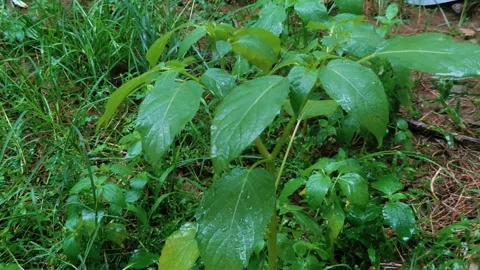 Rainwater on green grass Stock Footage 275536361