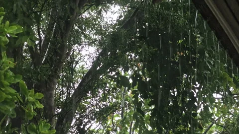 Rainwater from house rooftop with leaves tree blowing. Stock Footage 337234349