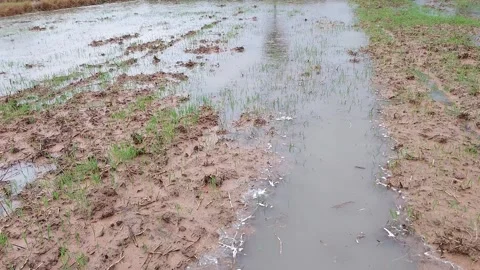 Rainwater irrigation stream flowing in a lush green rice field Stock-Footage 336700199