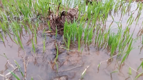 Rainwater irrigation stream flowing in a lush green rice field 動画素材 336700516