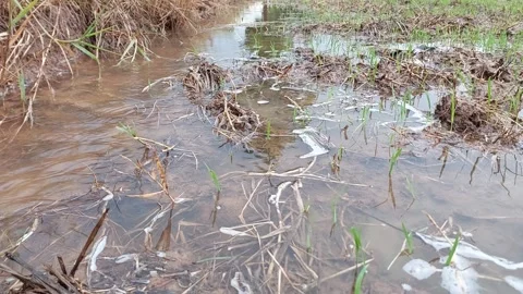 Rainwater irrigation stream flowing in a lush green rice field 動画素材 336700536