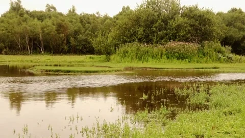 Rainwater on the island Stock Footage 252179027