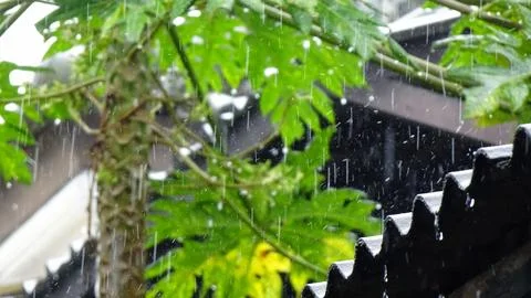 Rainwater Stock Photos