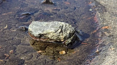 Rainwater Pool on Granite Boulder with Small Stone, Sky Reflection Stock Footage 344895556