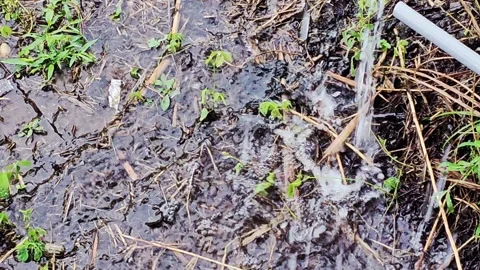 Rainwater pours onto muddy ground, creating puddles and soft soi Stock Footage 315616977