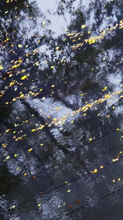 Rainwater Puddle Reflecting Trees with Autumn Leaves, Gentle Wind Ripples. Stock Footage 343930007