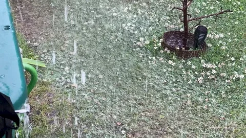 Rainwater Ripples Around Potted Tree and Clover Lawn Stock Footage 337355665