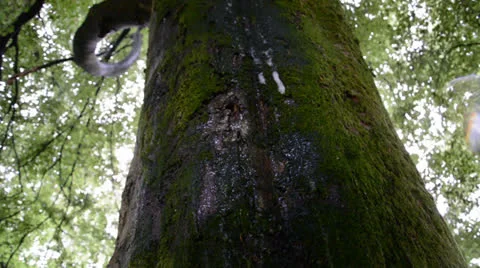 Rainwater running down a mossy beech tree trunk Stock Footage 25124981