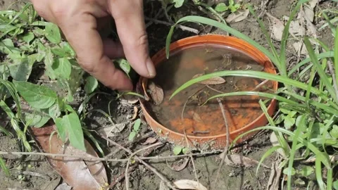 Rainwater that settles in a container Stock Footage 239885254