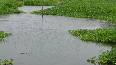 Rainwater Wetland Stock Footage 336687222