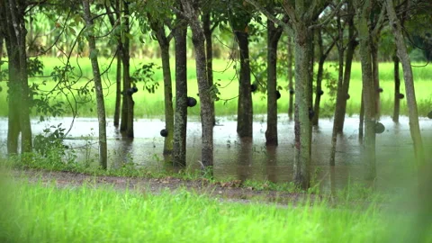 Rainy and big tree background 動画素材 162466919