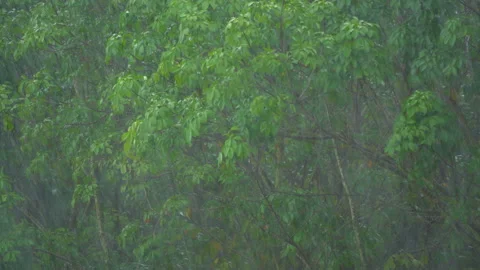 Rainy and big tree background Vídeos de archivo 162467205