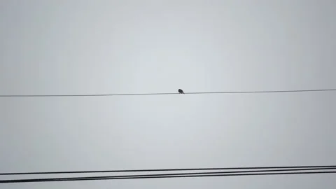 Rainy and bird on electric line  Vidéo 162465645