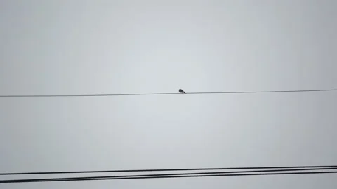 Rainy and bird on electric line  Stock-Footage 162465883