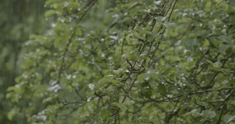 Rainy apple tree Stock Footage 245477035