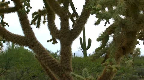 Rainy Arizona Desert Landscape Stock Footage