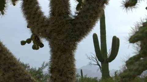 Rainy Arizona Desert Landscape Stock Footage
