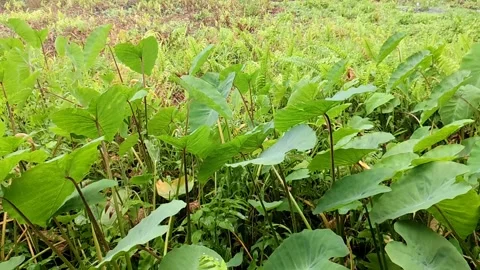 Rainy Atmosphere on a Dense Leaf Plant of Colocasia esculenta Vídeos de archivo 304431977