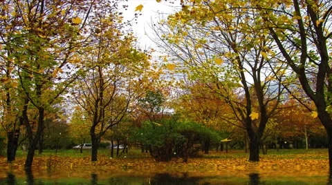Rainy autumn day Stock Footage 67998401