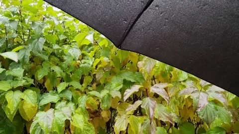 A rainy autumn day Stock Footage 335203694