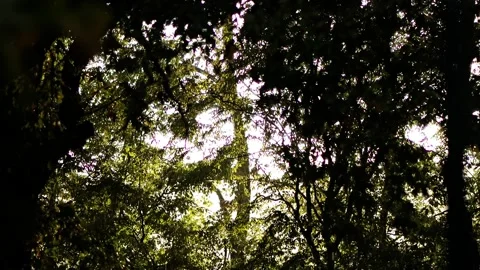 Rainy autumn forest at sunset seen through window Stock Footage 318847225