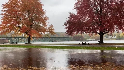 Rainy Autumn Leaves Stock Footage 284873544