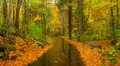 rainy autumn road 01 HD 影片