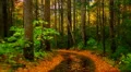 rainy autumn road 03 HD Footage
